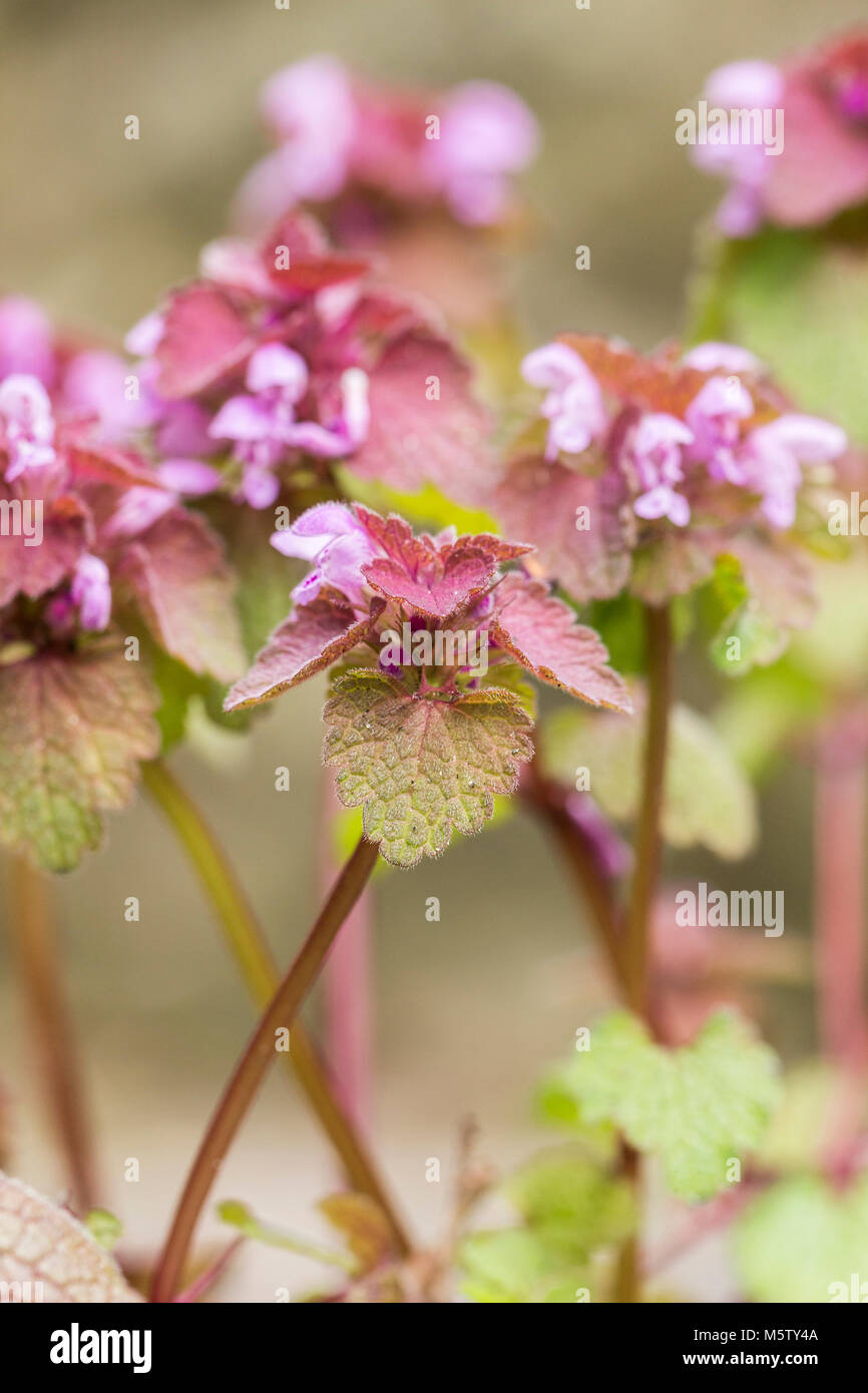 Lamium purpureum (red deadnettle) Stock Photo