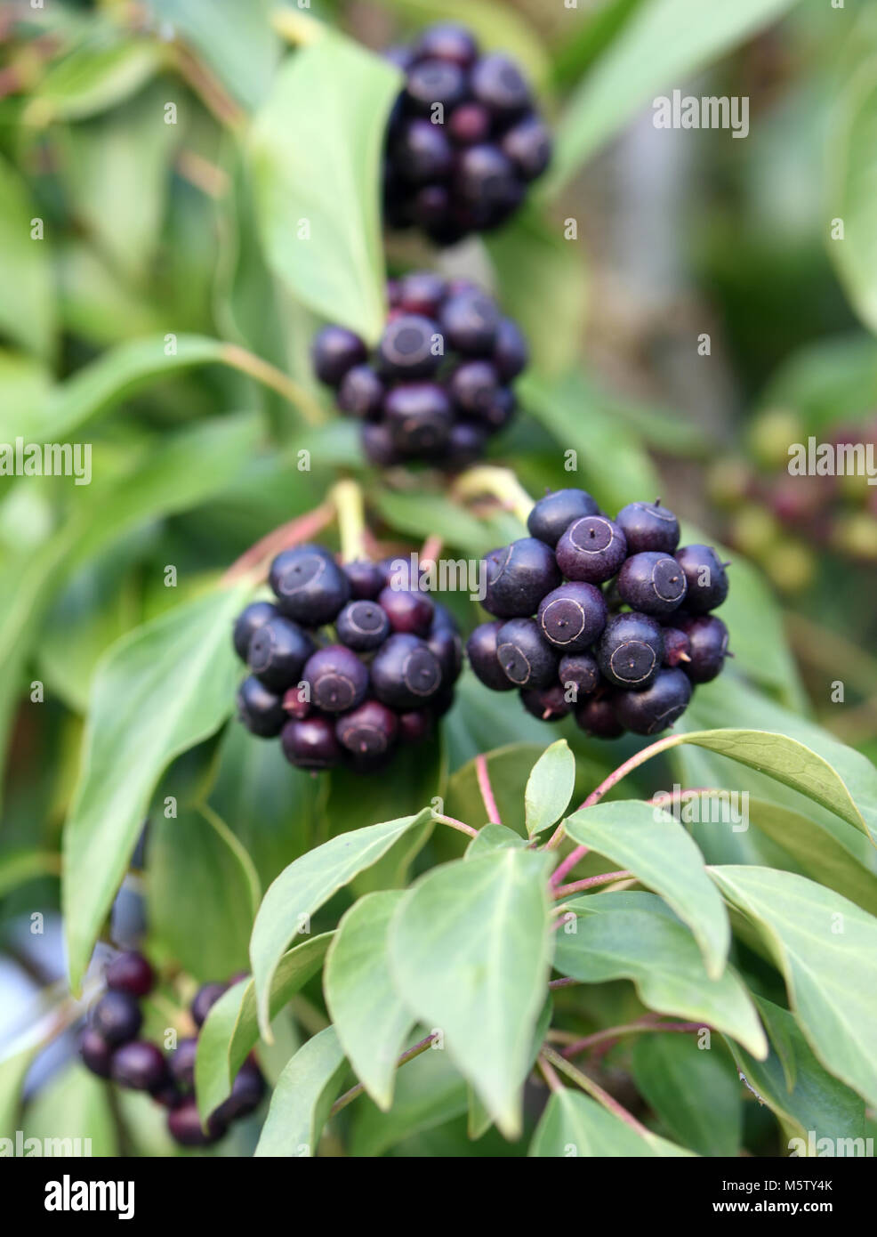 Black, ripe fruit on a mature ivy (Hedera helix helix) plant. The fruit ...