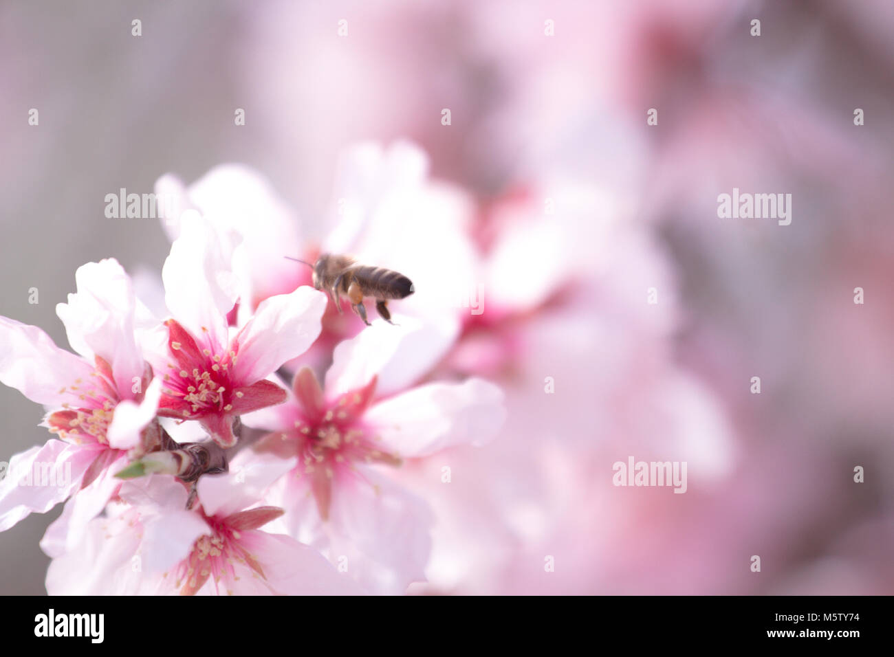 Honey bee gathering pollen from almond tree blossoms Stock Photo - Alamy