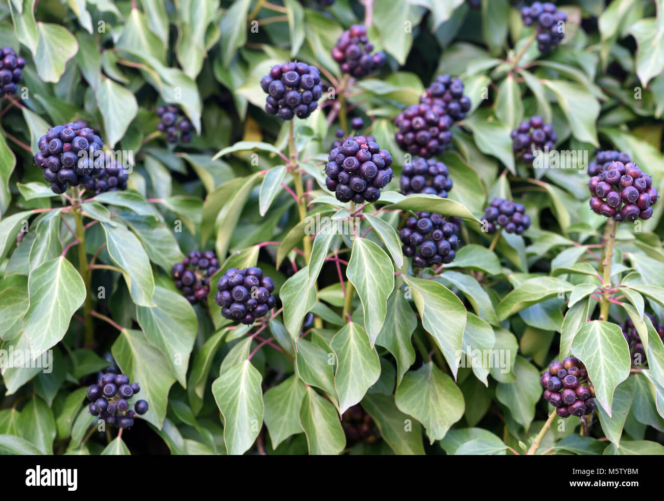 Black, ripe fruit on a mature ivy (Hedera helix helix) plant. The fruit