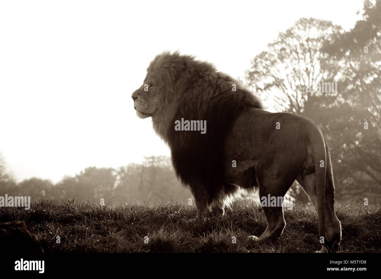 The morning hunt Stock Photo Alamy