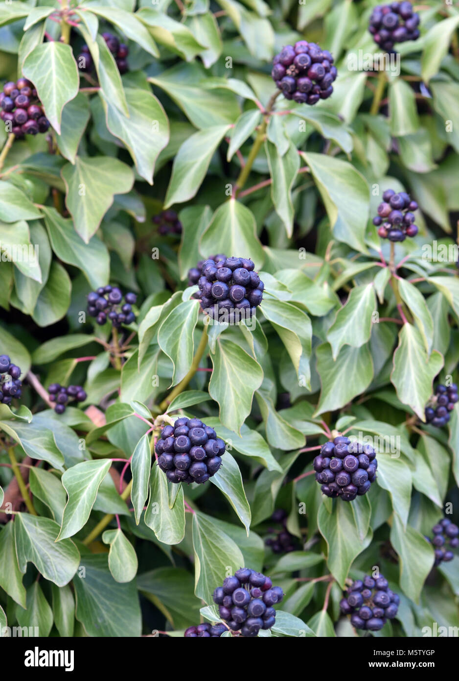 Black, ripe fruit on a mature ivy (Hedera helix helix) plant. The fruit do not ripen until the New Year and are an important source of food Stock Photo