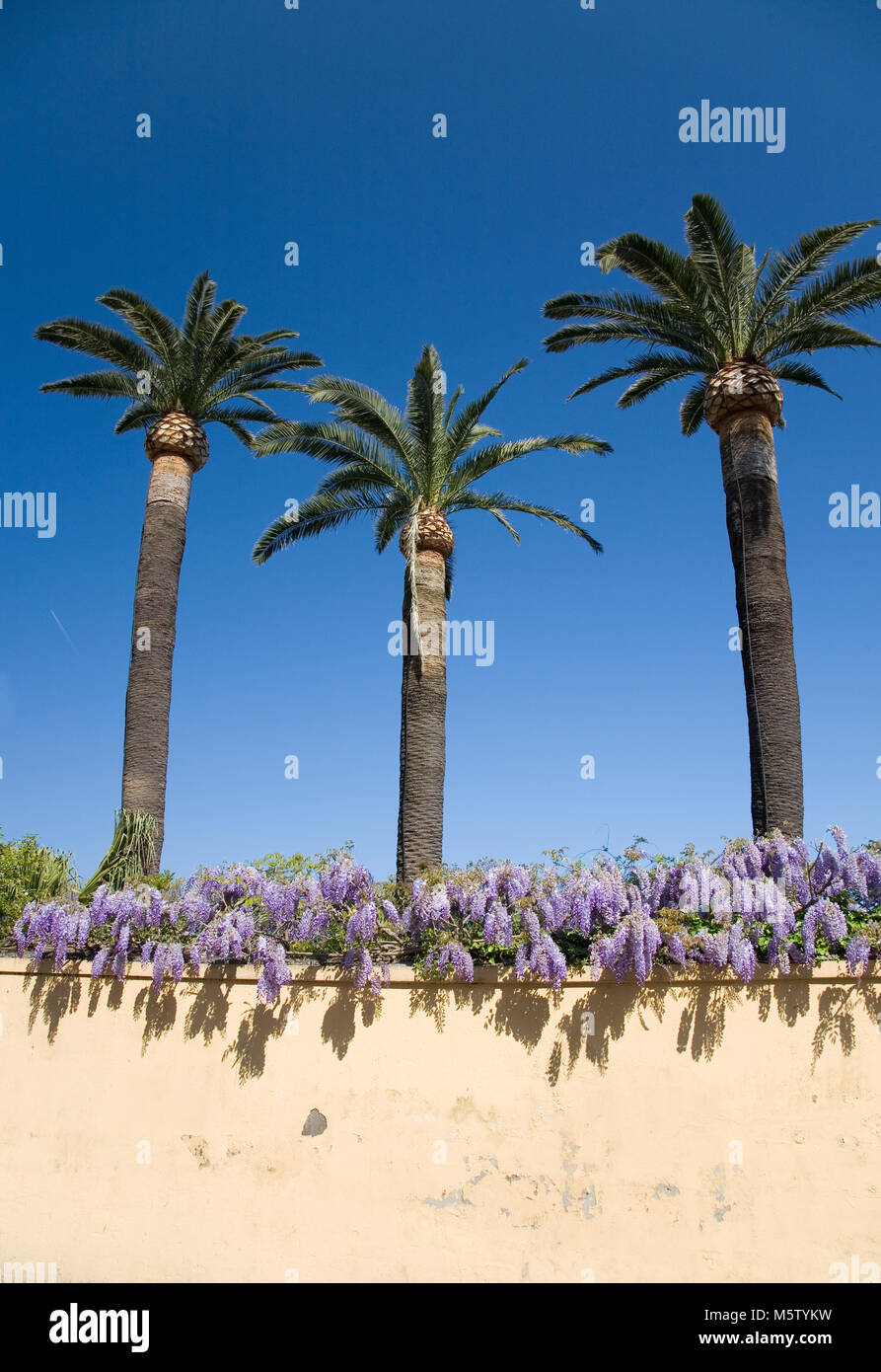 Three palm trees tower over a wisteria-topped wall in Sorrento, Italy. Stock Photo