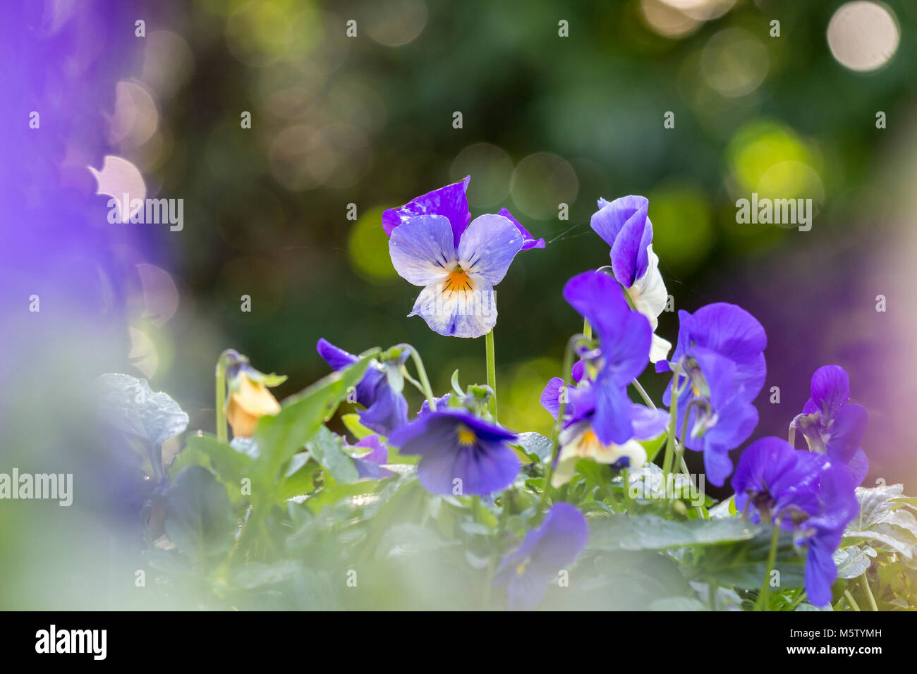 purple and white violas Stock Photo Alamy