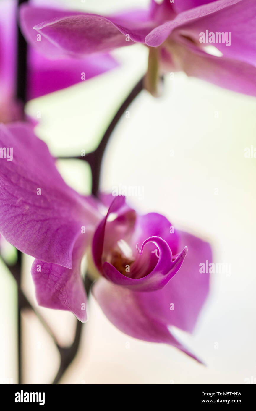 Close up of pink Phalaenopsis (moth orchid) flowers Stock Photo