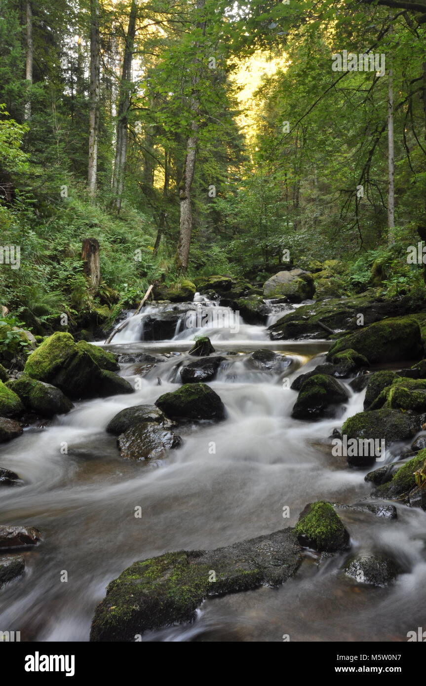 Beautiful streams with fast running water amongst forest. Taken within the forests of the Black Forest, Germany Stock Photo