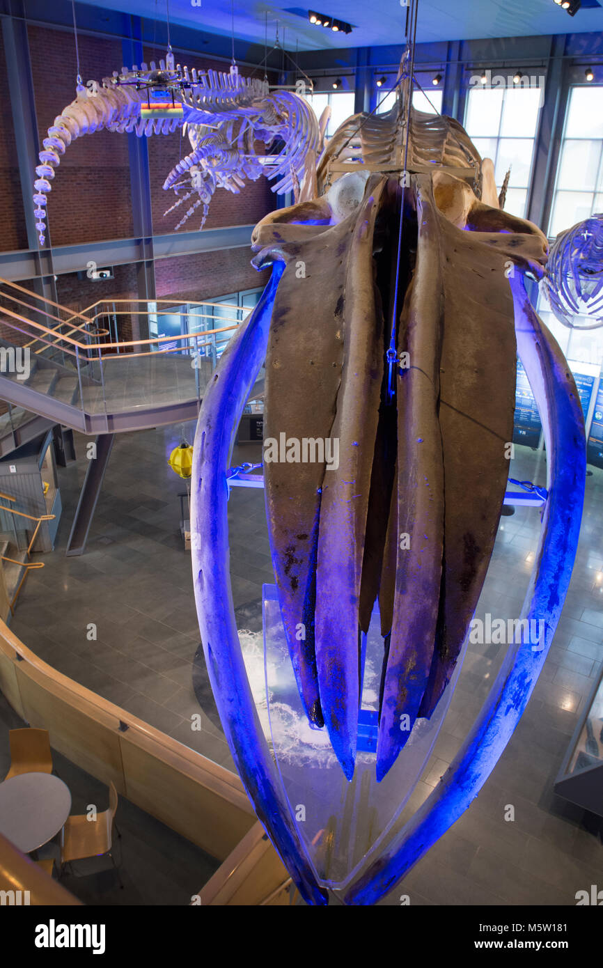 Whale skeletons hanging in the lobby of the New Bedford, Massachusetts (USA) Whaling Museum Stock Photo