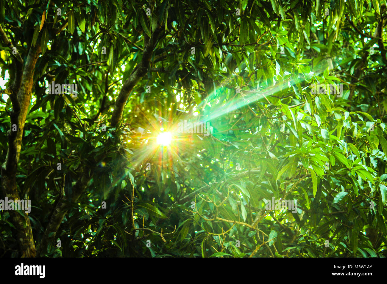 Raios De Sol Infiltrando A Paisagem Stock Photo Alamy