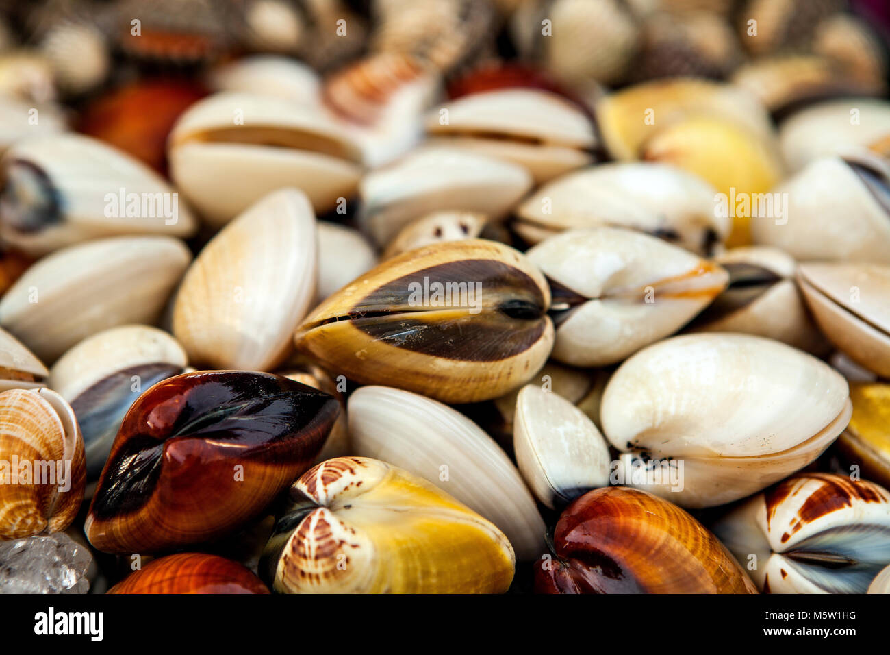 Shellfish varieties hires stock photography and images Alamy