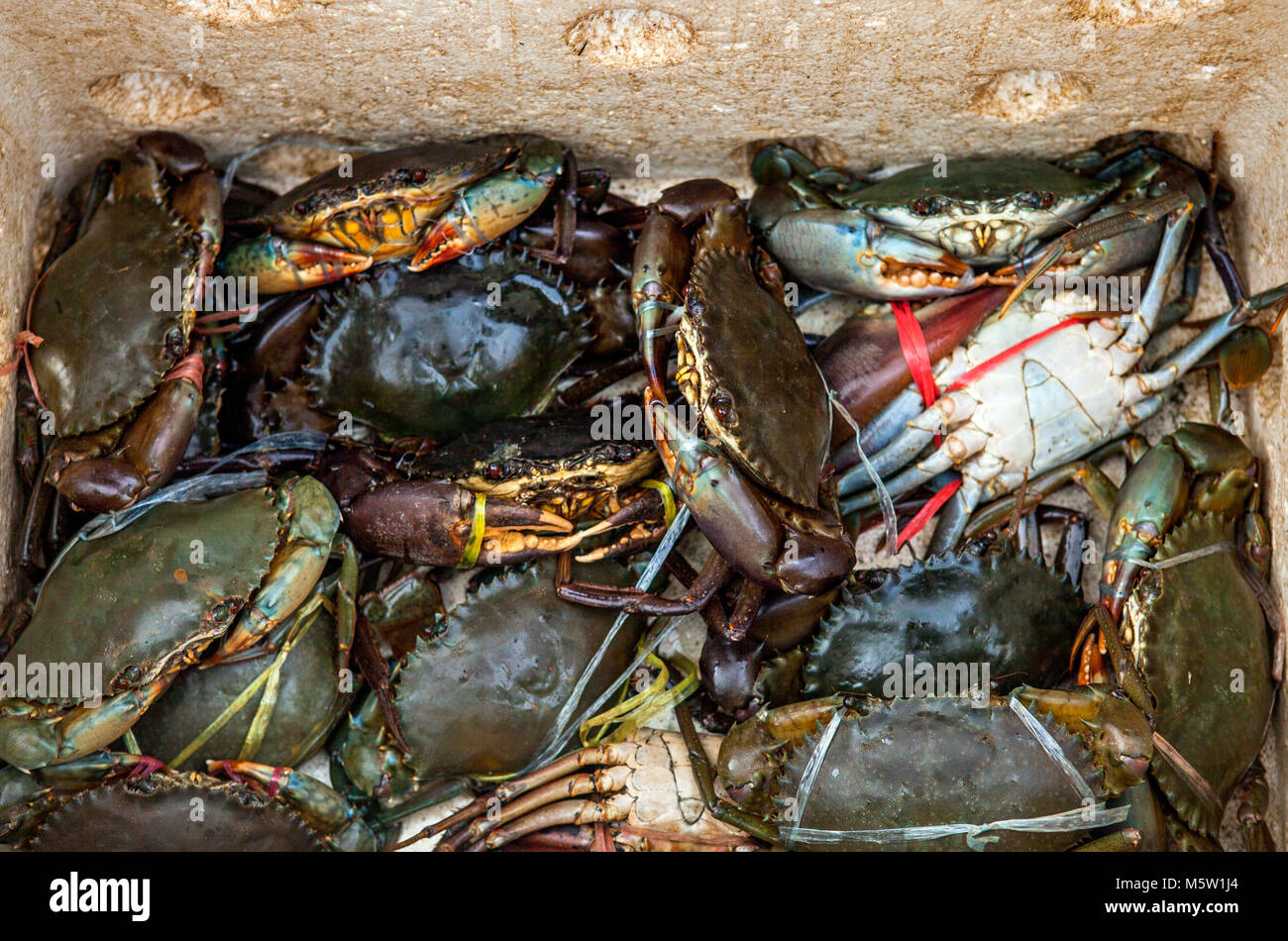 Fresh Crayfish on the Fish Market in Borneo (Malaysia Stock Photo - Alamy