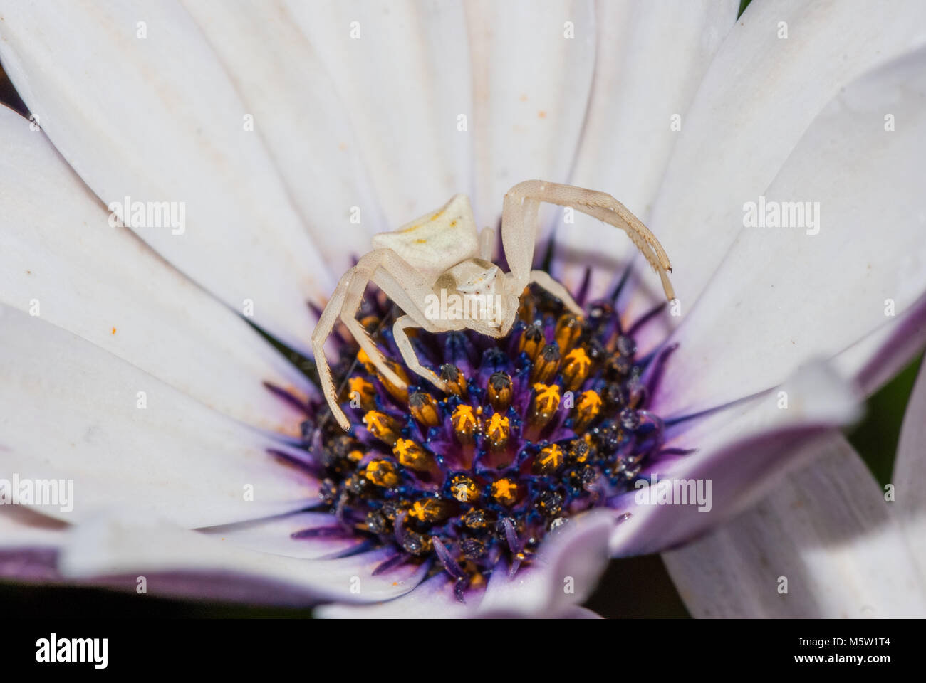 white crab spider,Thomisus onustus, on a flower, blue-eyed daisy, Catalonia, Spain Stock Photo