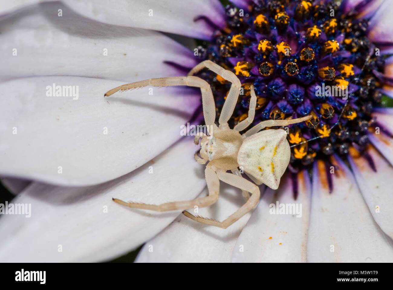 white crab spider,Thomisus onustus, on a flower, blue-eyed daisy, Catalonia, Spain Stock Photo