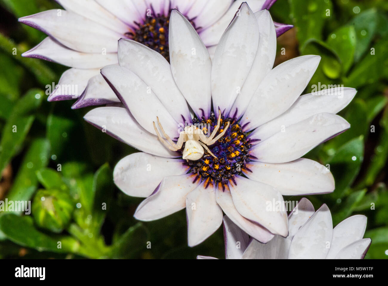 white crab spider,Thomisus onustus, on a flower, blue-eyed daisy, Catalonia, Spain Stock Photo