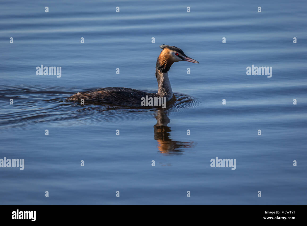 A Greater Crested Grebe swimming at Ham Wall Reserve Stock Photo