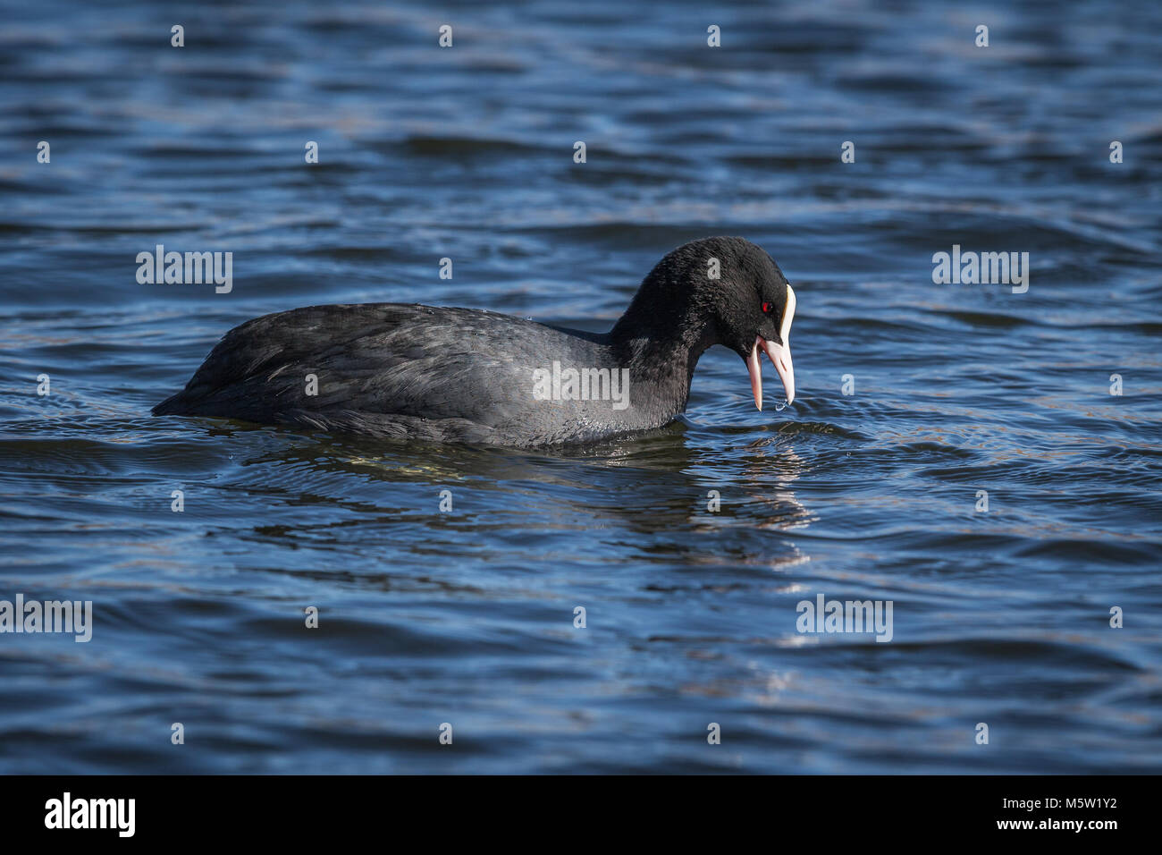 A Coot swimming at Ham Wall Reserve Stock Photo