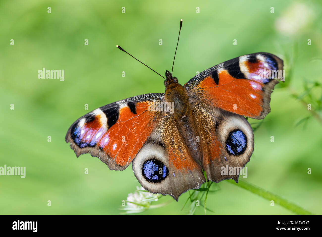 Peacock butterfly sitting on leaf Stock Photo - Alamy