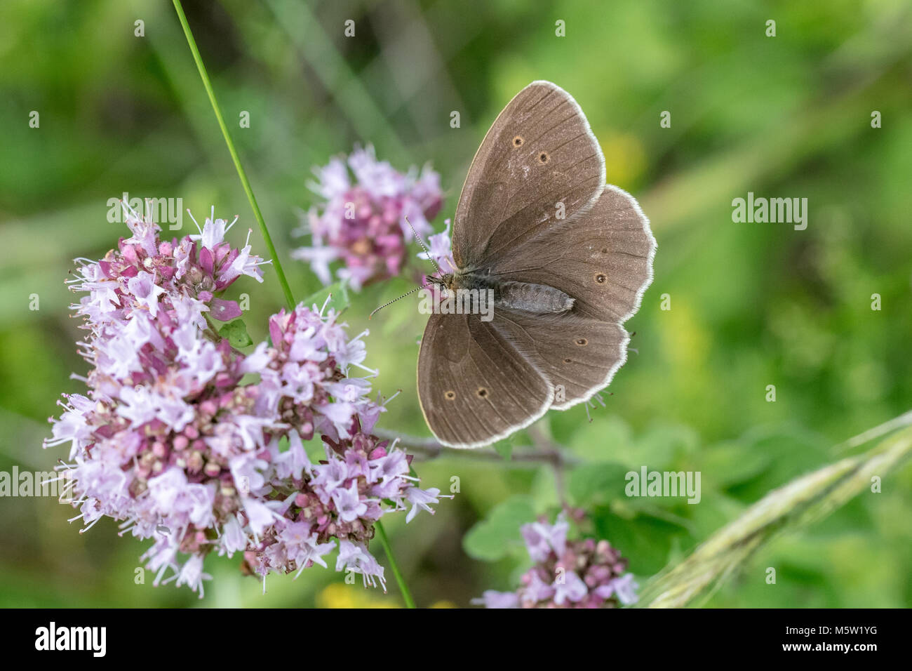 Ringlet butterfly sitting on blossom Stock Photo