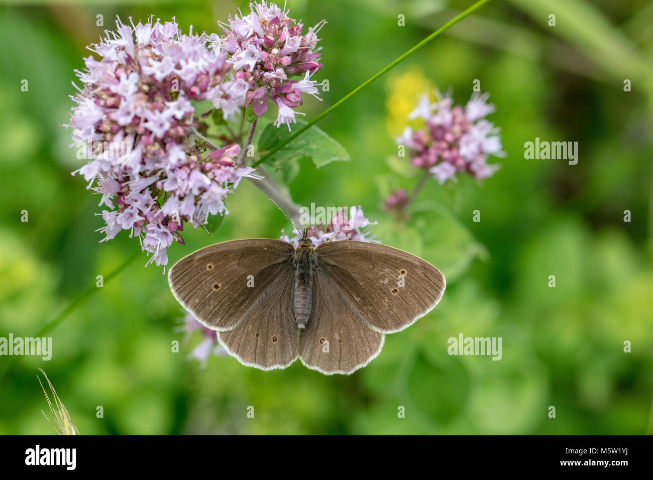Ringlet butterfly sitting on blossom Stock Photo