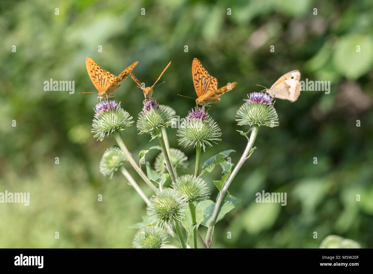 Silver-washed fritillary butterfly on thistle Stock Photo