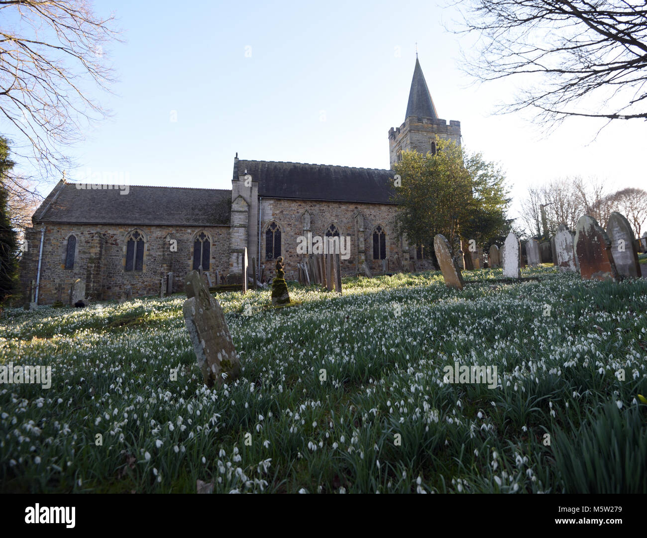 Naturalised snowdrops (Galanthus nivalis) cover the graveyard at St Mary’s Church in Lamberhurst. Lamberhurst, Kent, UK. Stock Photo