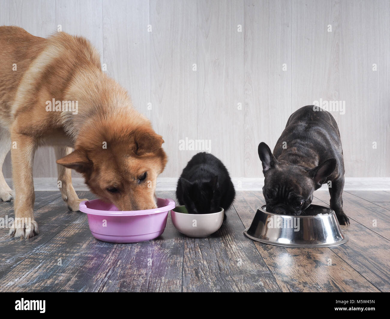 Dogs and cat eat animal feed from bowls together Stock Photo Alamy