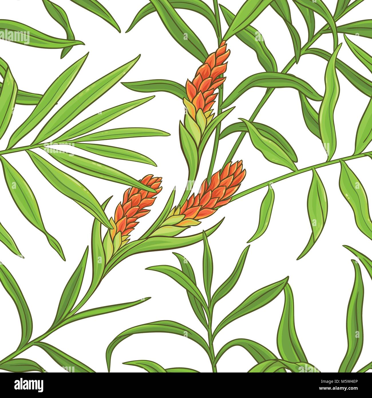 ginger plant vector pattern on white background Stock Vector Image