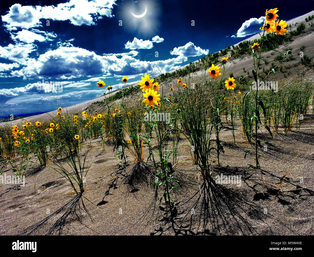 Solar Eclipse over Dunes and Prairie Sunflowers . Stock Photo