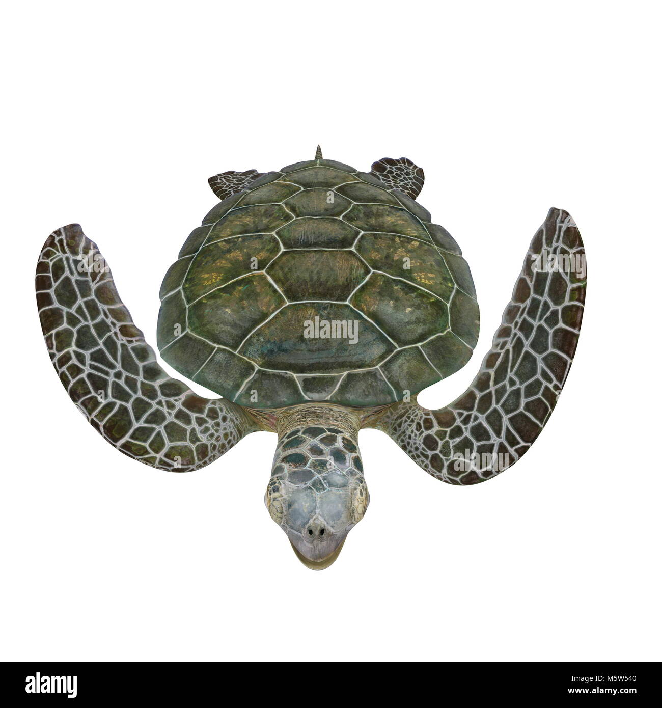 Green Sea Turtle isolated on white. 3D illustration Stock Photo - Alamy