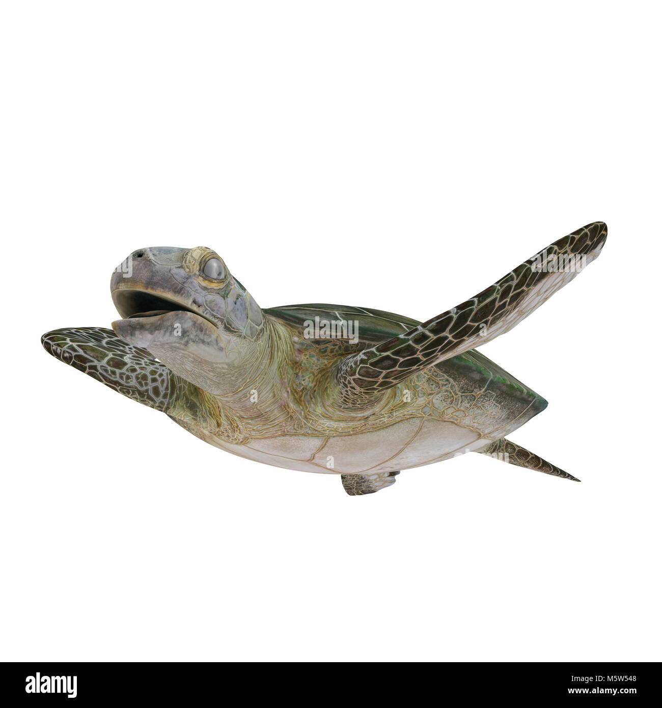 Green Sea Turtle isolated on white. 3D illustration Stock Photo - Alamy