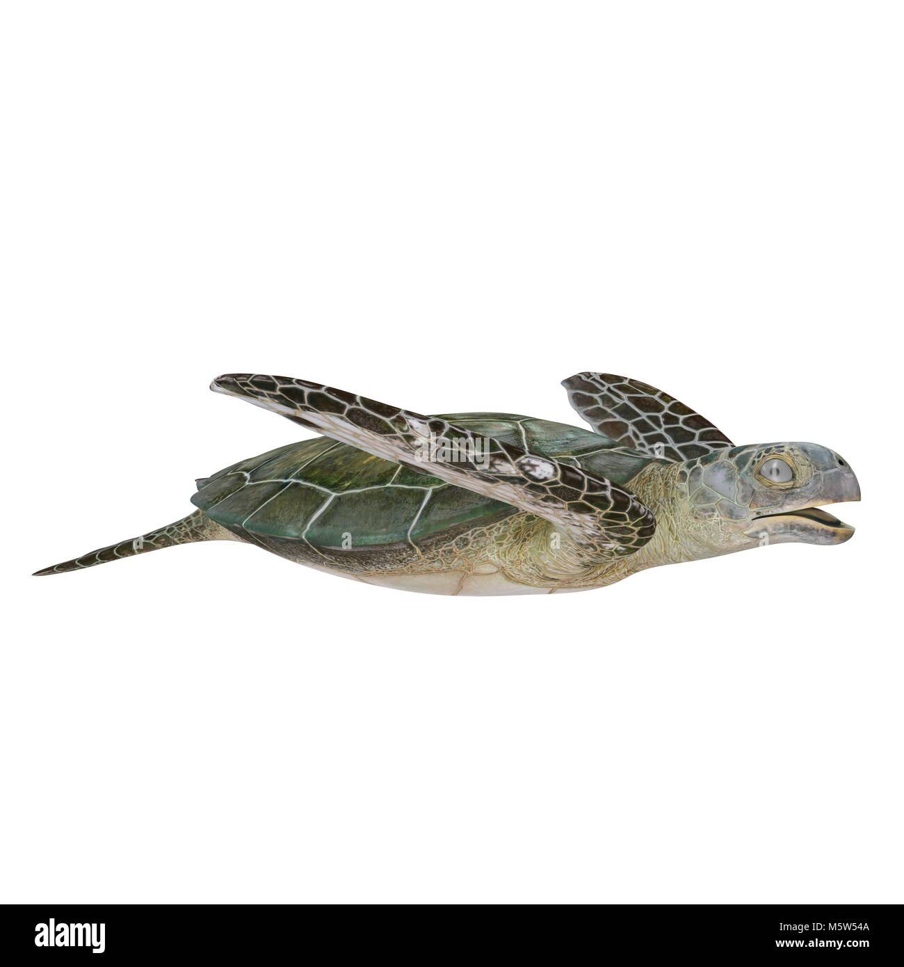 Green Sea Turtle isolated on white. 3D illustration Stock Photo - Alamy