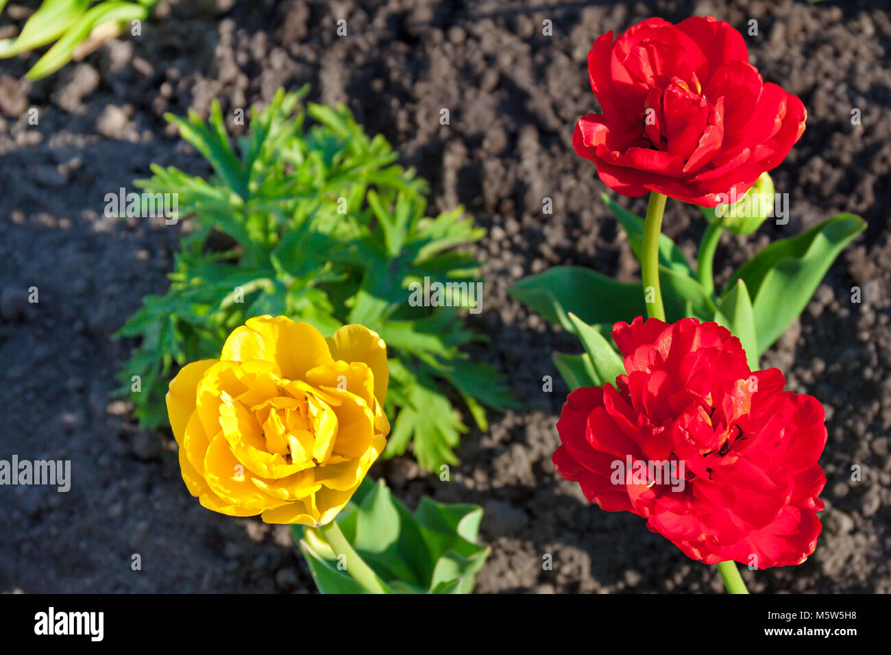 spring flower red and yellow tulip flowering in garden on a flower bed ...
