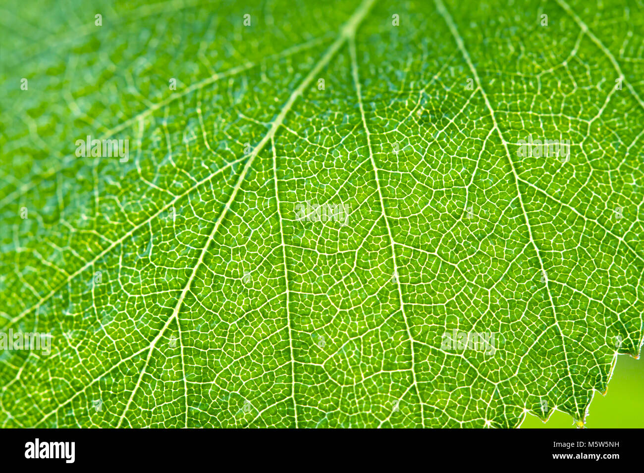 wet green leaf of a birch close up macro. green spring leaves on tree in forest Stock Photo