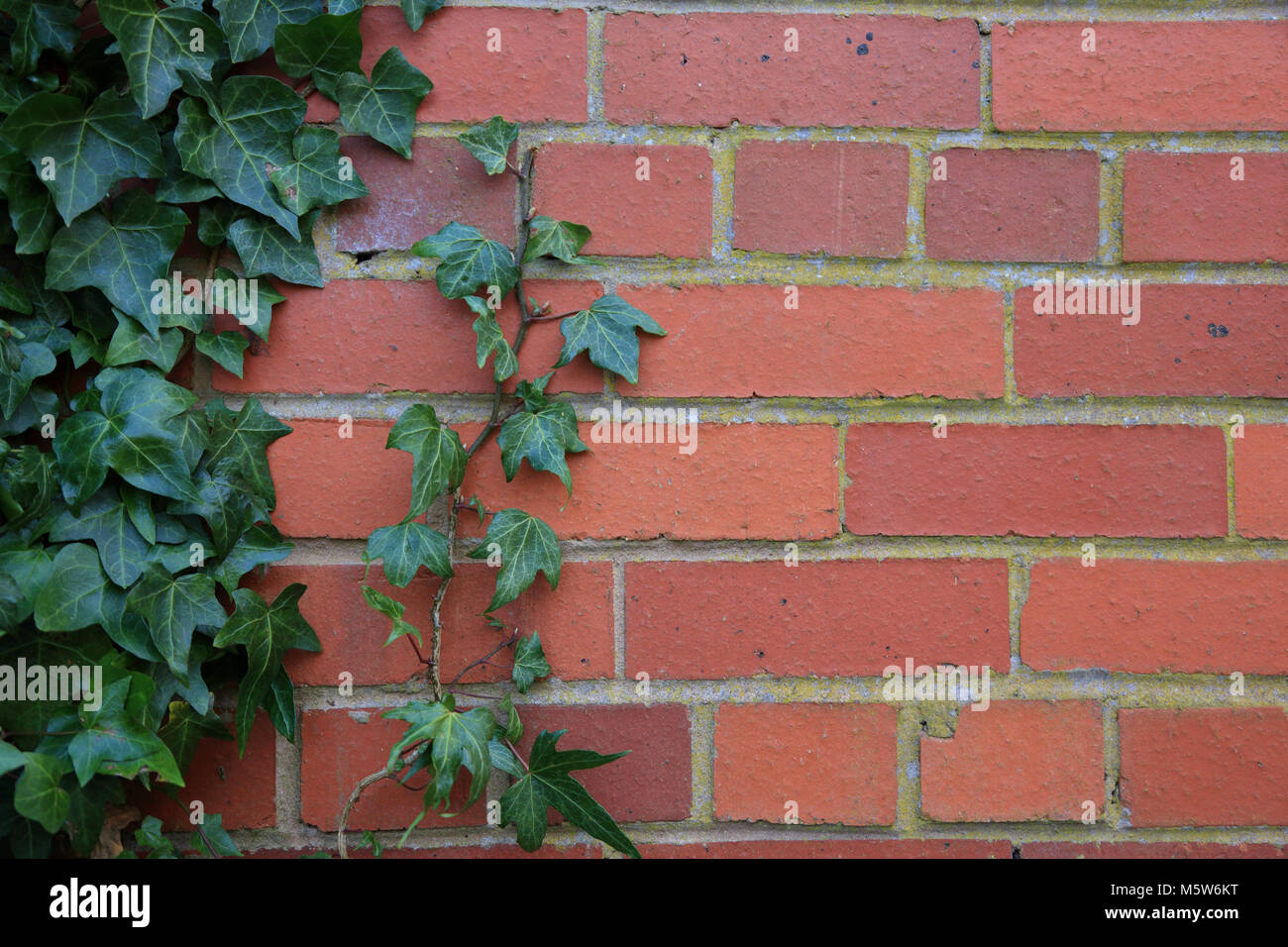 Red brick wall with Ivy growing on it Stock Photo - Alamy