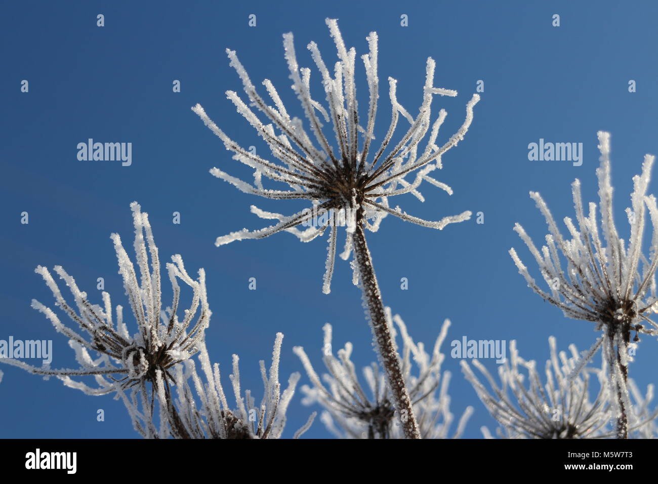 White Hoarfrost On Dry Flowers Against The Blue Sky Stock Photo Alamy