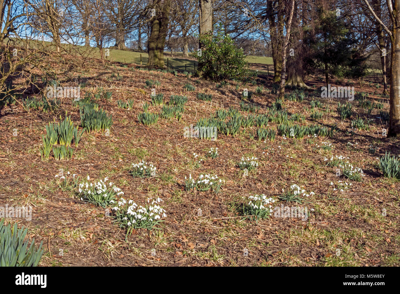 Colzium Estate & Visitor Centre in near Kilsyth in North Lanarkshire Scotland UK here showing snowdrops flowers in the walled garden Stock Photo