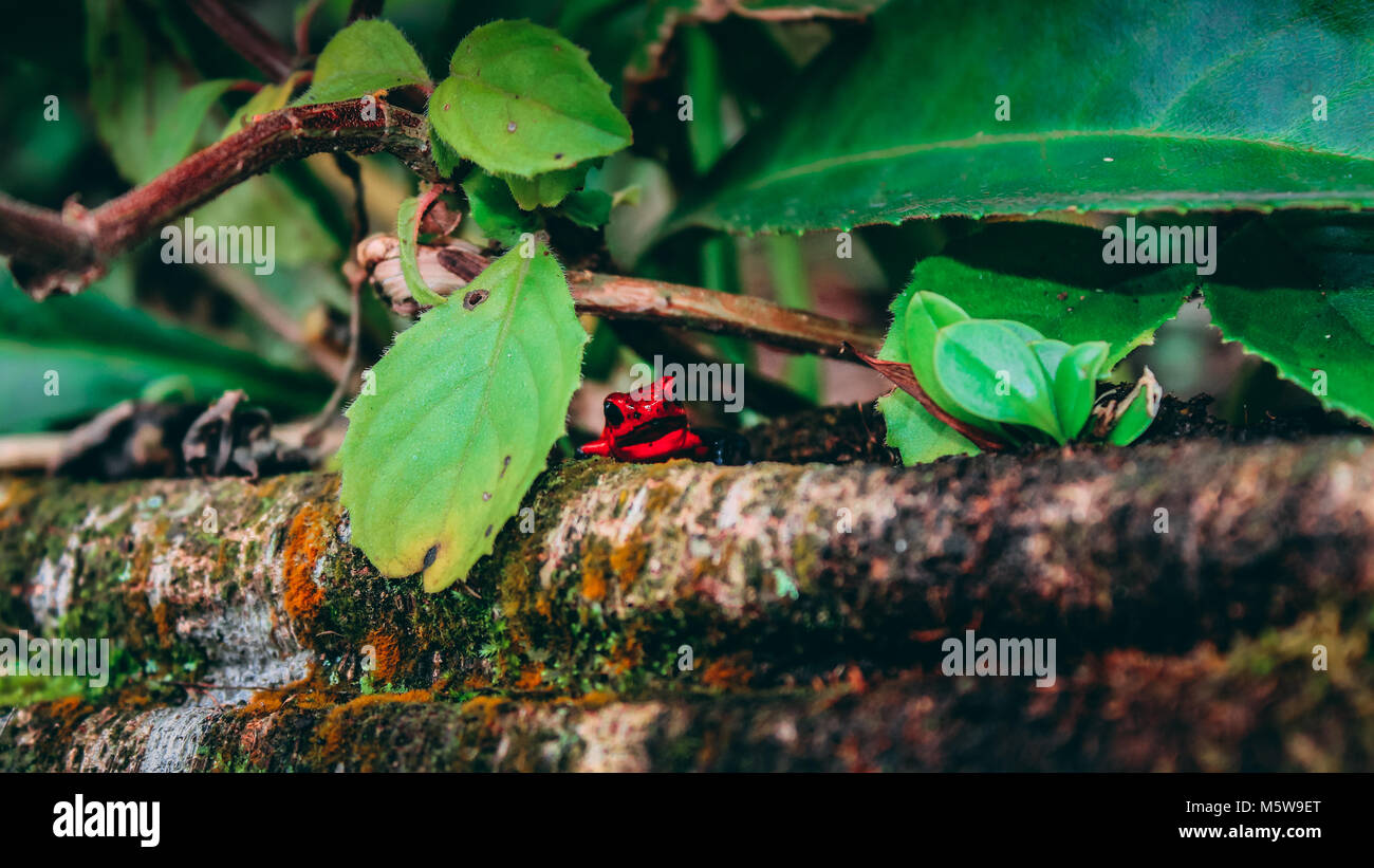 Strawberry poison dart frog in the rainforest of Costa Rica Stock Photo