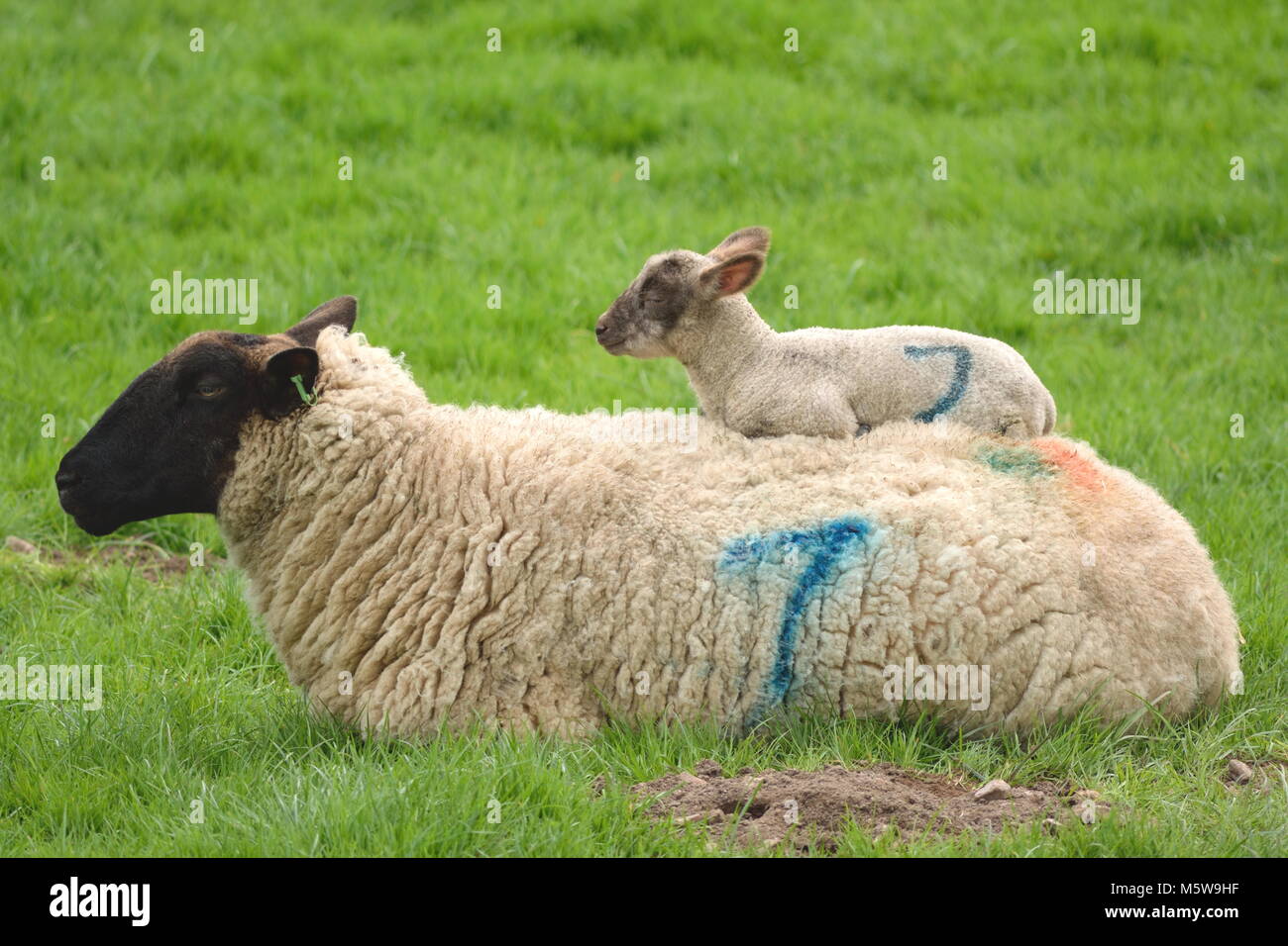 Spring lamb sleeping on the back of mother sheep on a farmland in East Devon Stock Photo