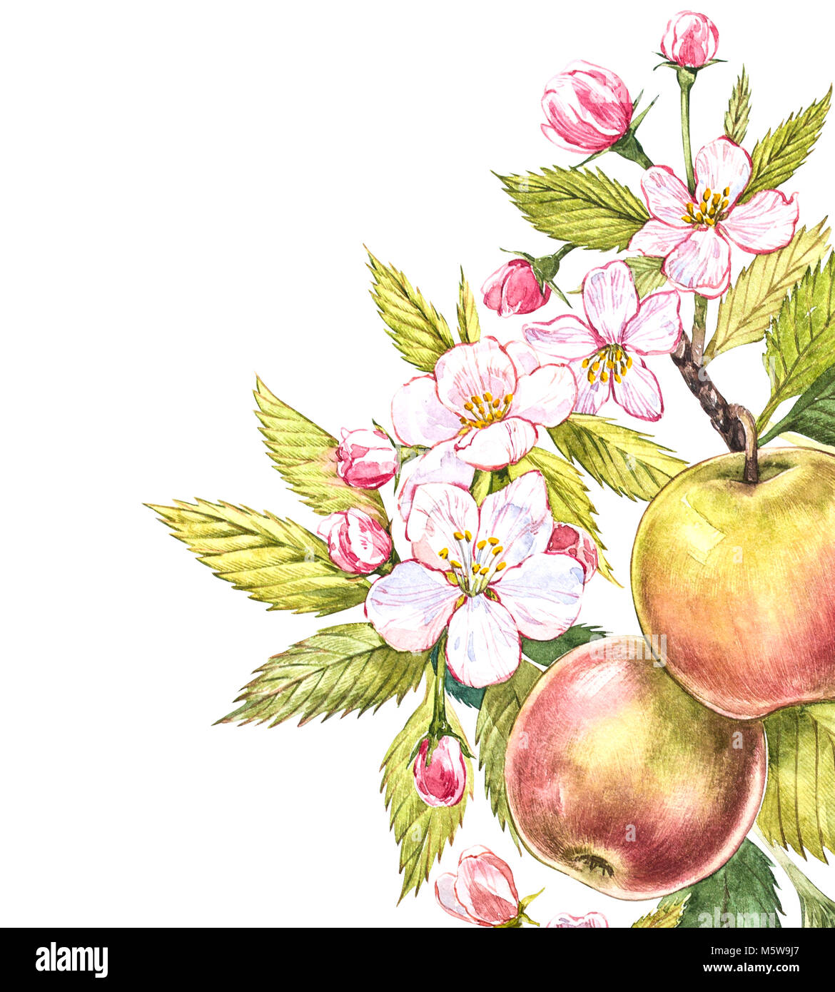 Apple Frame Botanical Illustration Card Design With Apple Flowers And Leaf Watercolor Botanical Illustration Isolated On White Background Stock Photo Alamy
