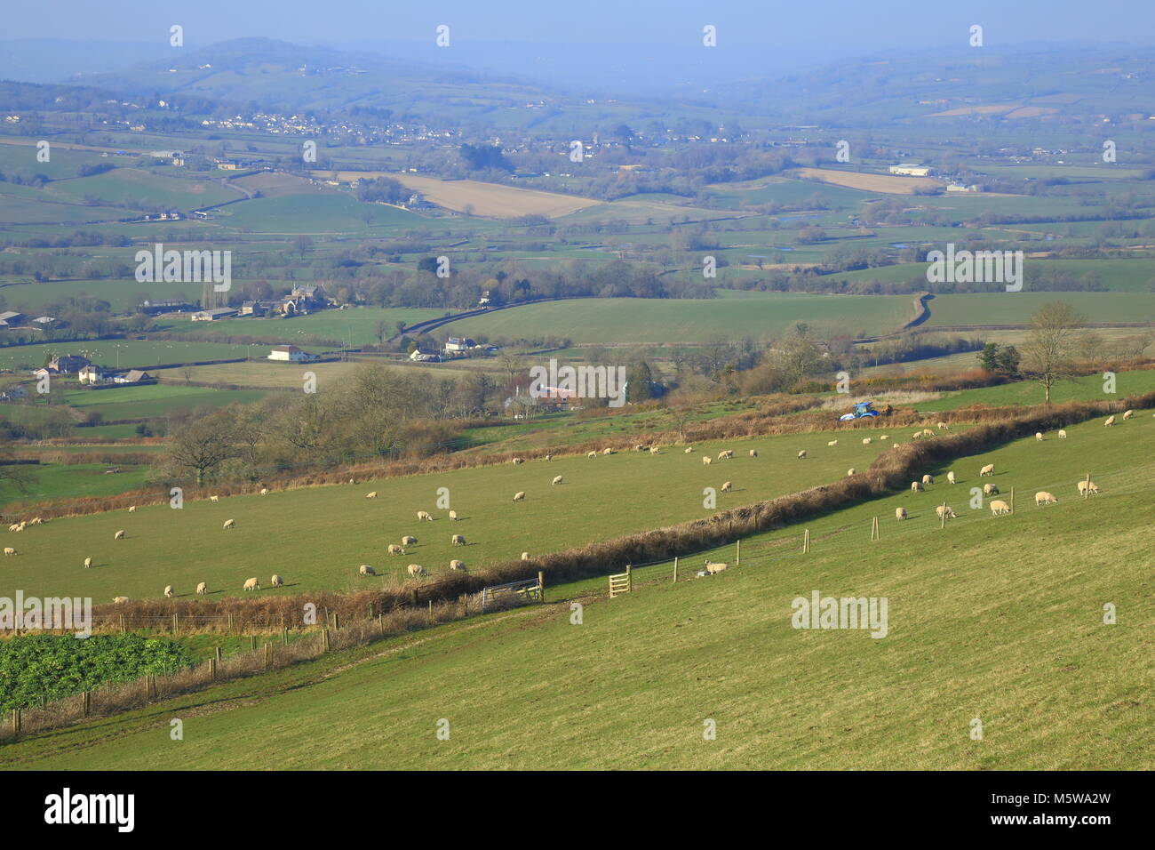 Flock of sheep graze on the farmland near Musbury Hill in East Devon Area of Outstanding Natural Beauty (AONB) Stock Photo