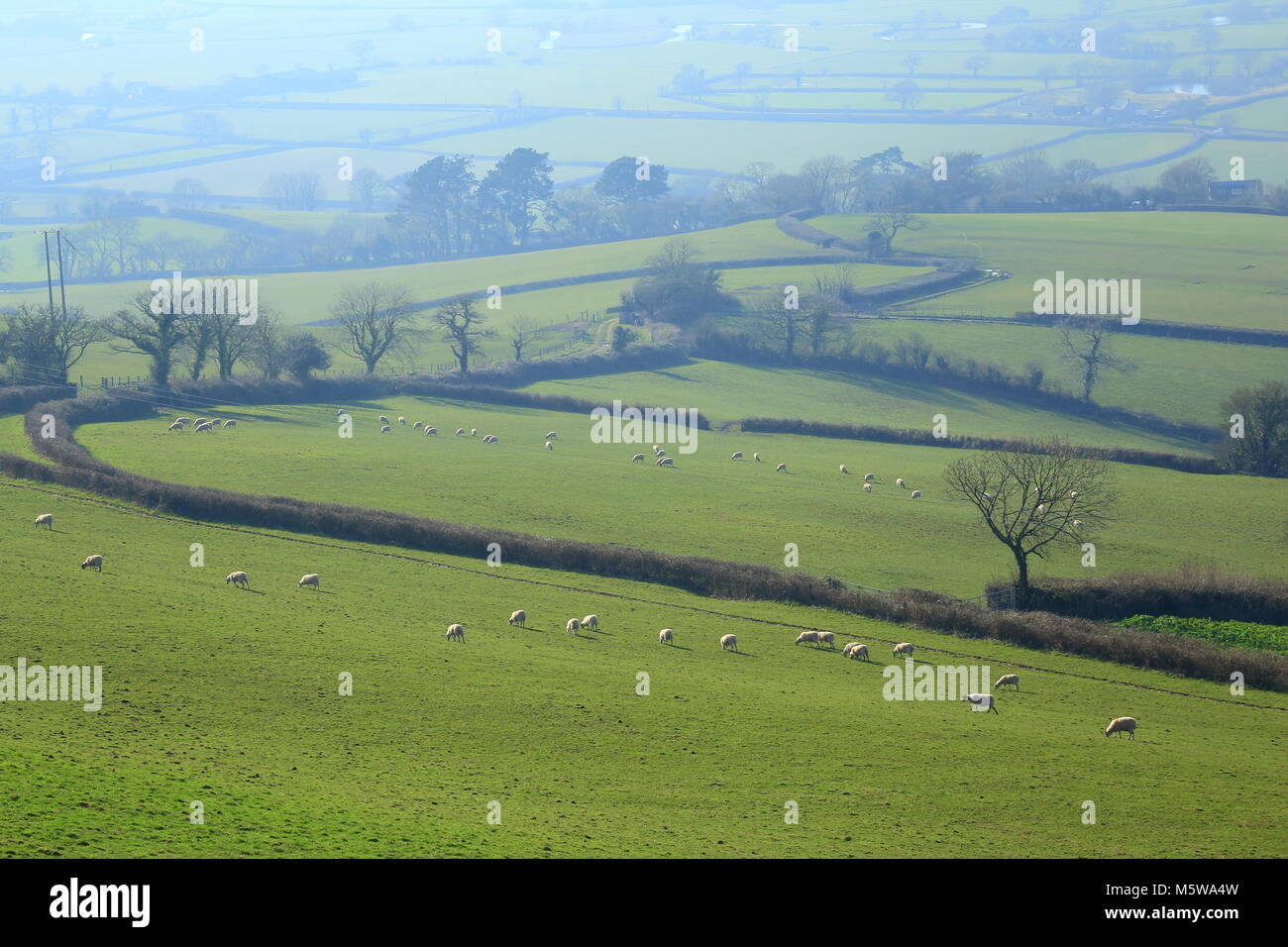 Flock of sheep graze on the farmland near Musbury Hill in East Devon Area of Outstanding Natural Beauty (AONB) Stock Photo