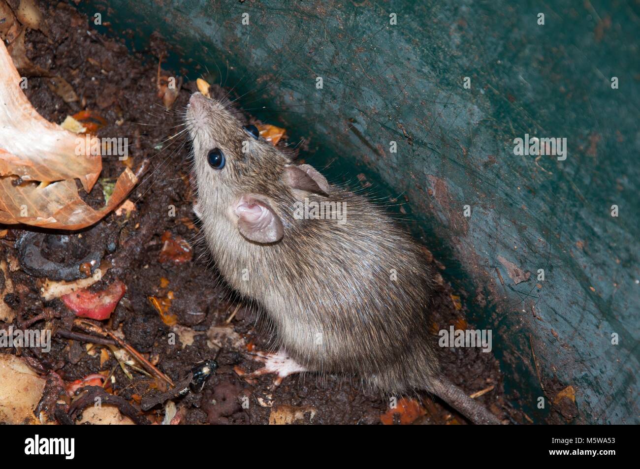 mouse rat in garbage dirt Stock Photo