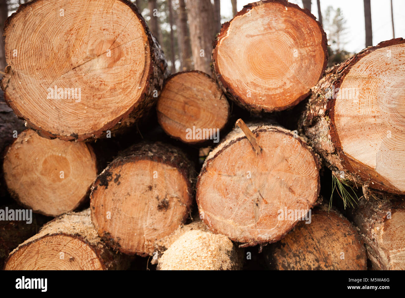 Logs ready for processing Stock Photo