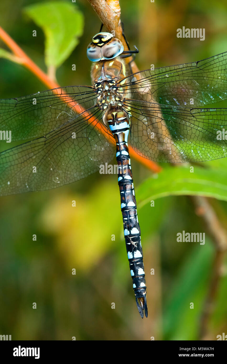 Migrant Hawker Dragonfly Stock Photo