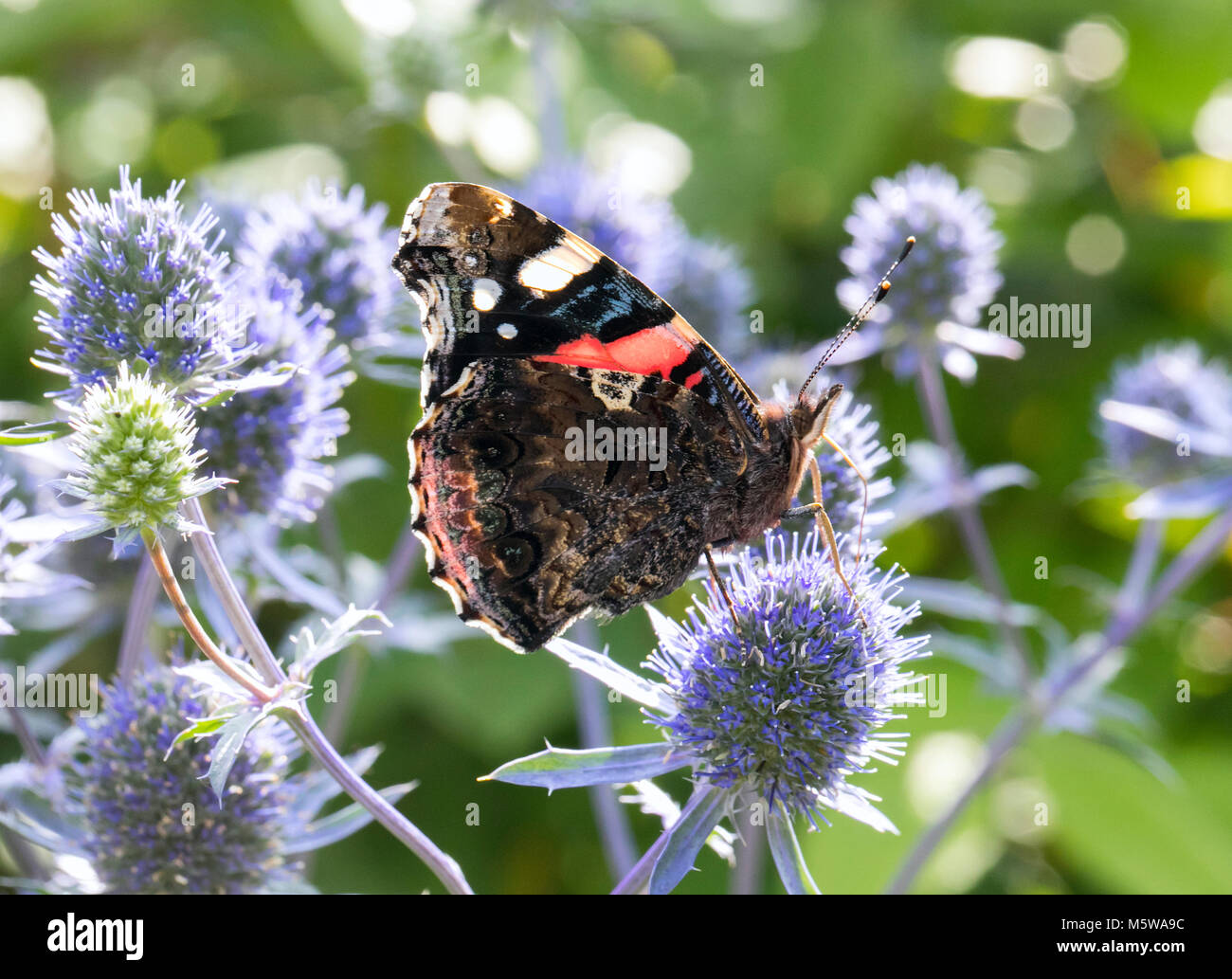 Red Admiral Stock Photo