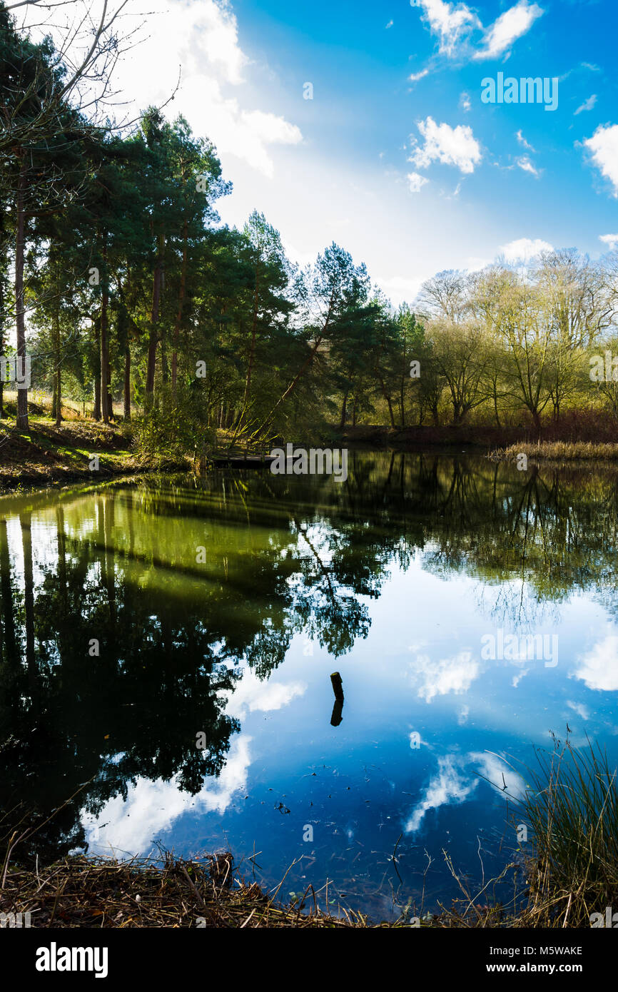 Trees and sky reflecting in the pond water Stock Photo - Alamy