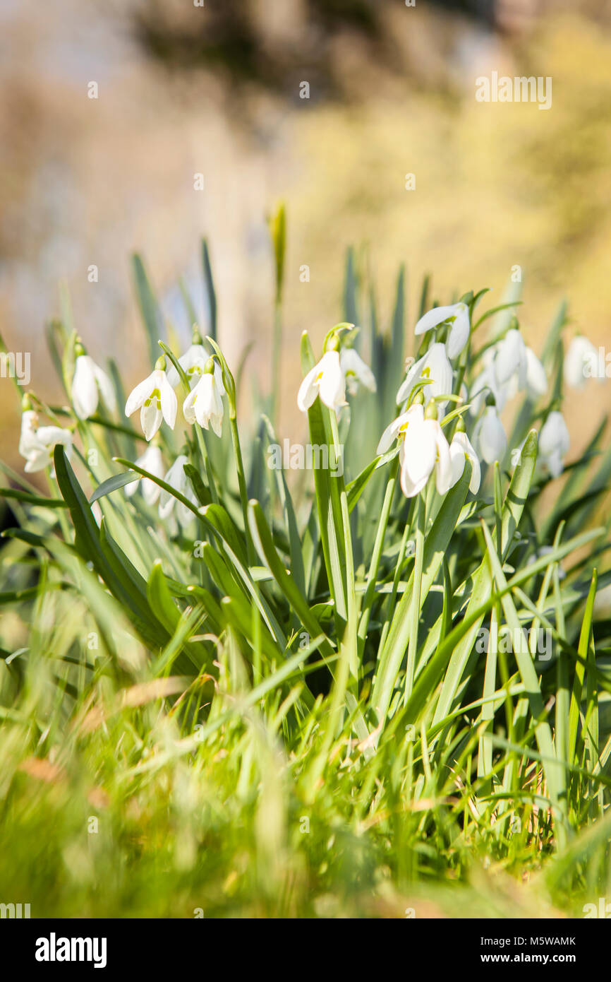 February flowers hires stock photography and images Alamy