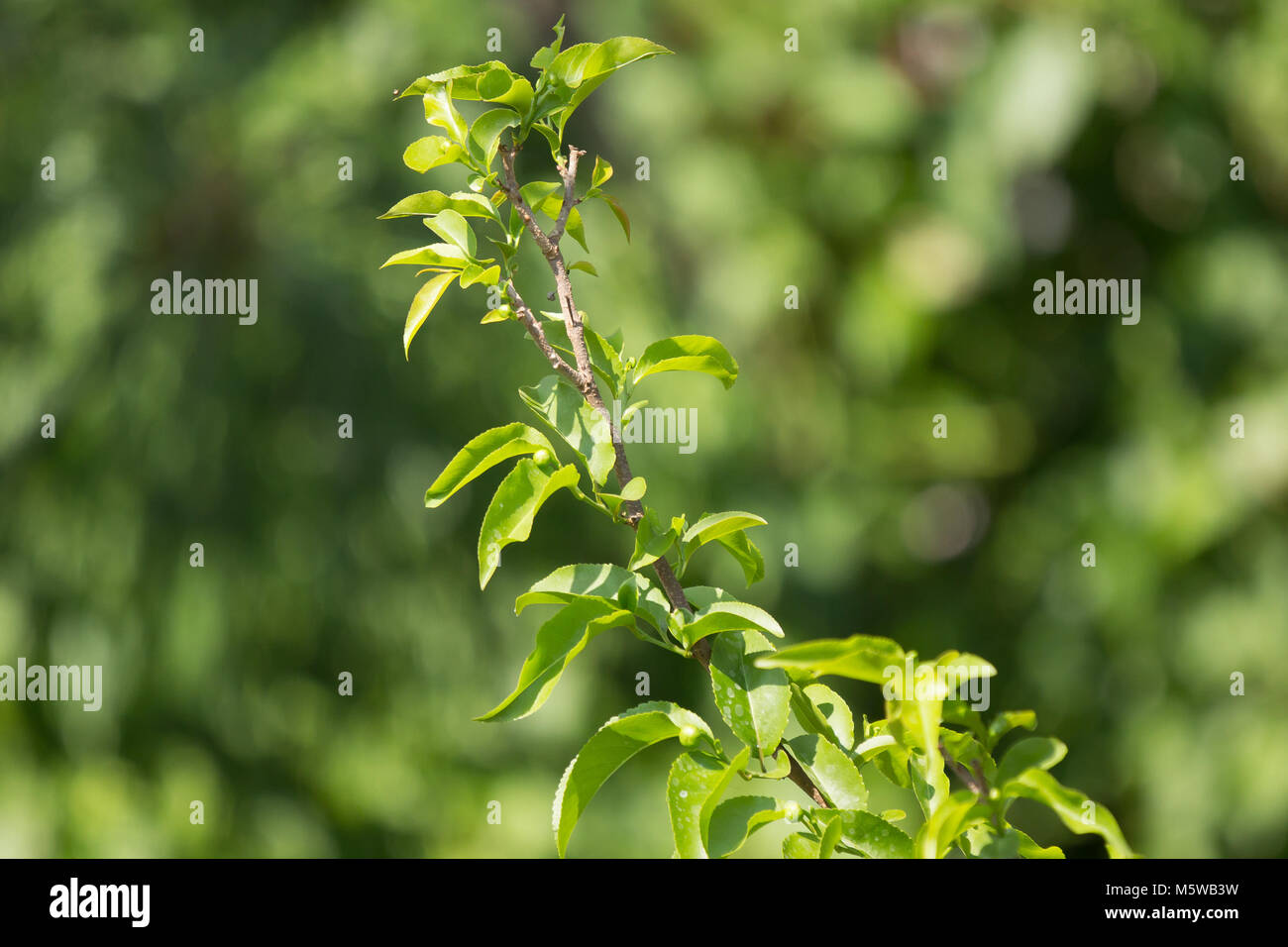 Green leaf of Fried Egg Tree  or  Oncoba spinosa Forssk. Stock Photo