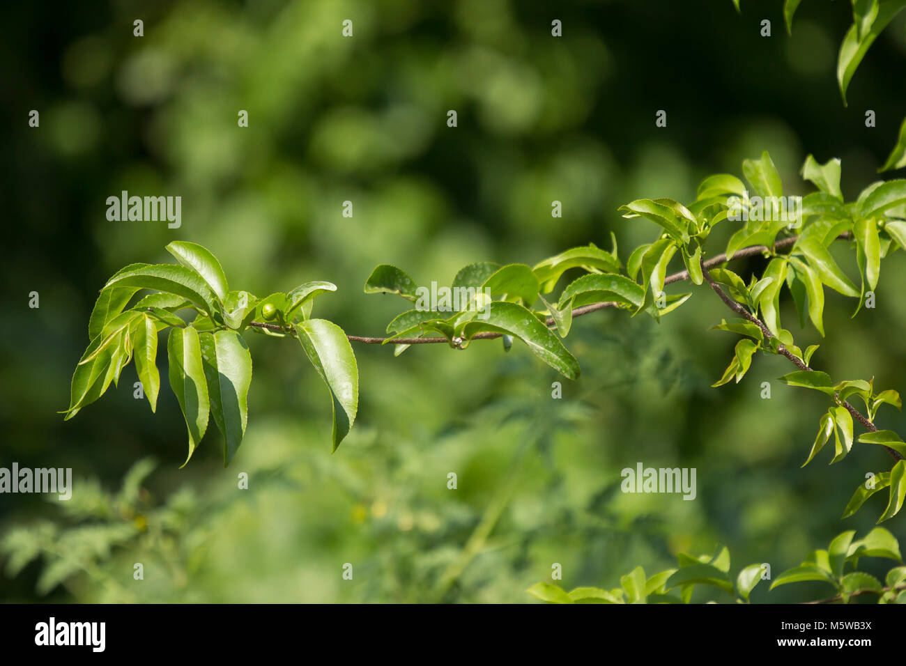 Green leaf of Fried Egg Tree  or  Oncoba spinosa Forssk. Stock Photo