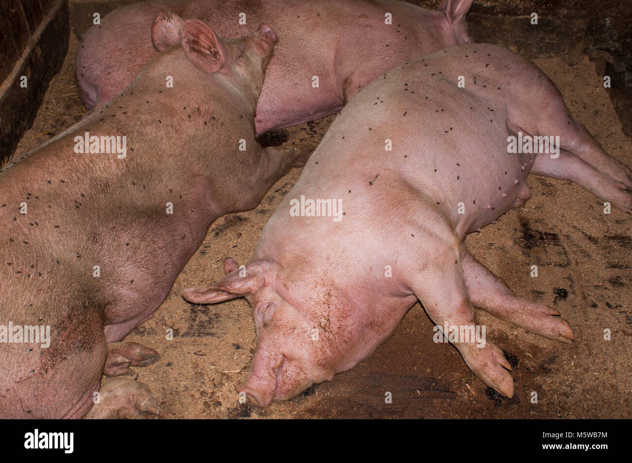 pig porks in suine stable Stock Photo