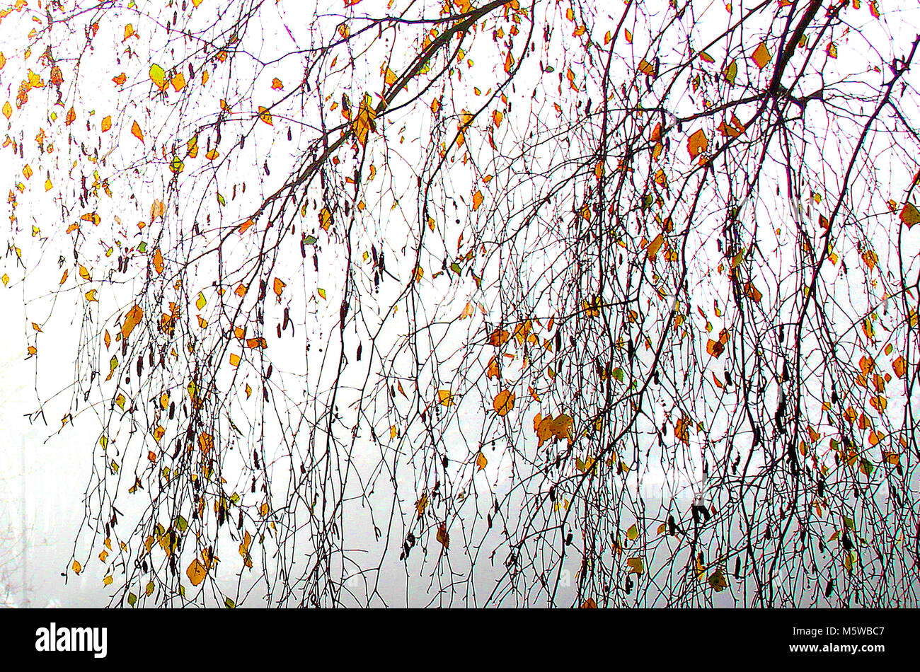 Birch tree autumn leaf hi-res stock photography and images - Alamy